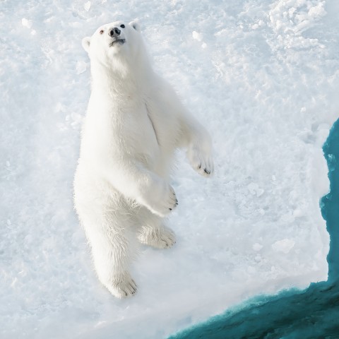 Photo Trio Ours polaires par Philip Plisson