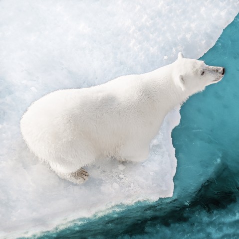 Photo Trio Ours polaires par Philip Plisson