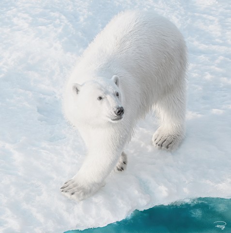 Photo Trio Ours polaires par Philip Plisson