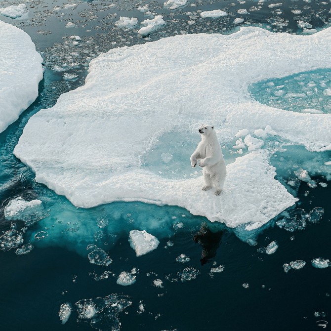 Ours blanc, Arctique Photo Ours blanc, Arctique par Philip Plisson