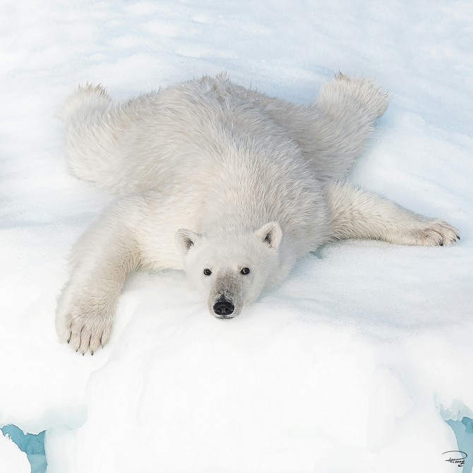 Ours blanc sur la banquise Photo Ours blanc sur la banquise par Philip Plisson