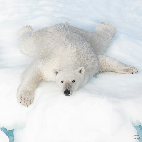 Ours blanc sur la banquise