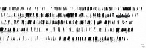 Photo Bouchot mussels, Mont-Saint-Michel Bay par Philip Plisson