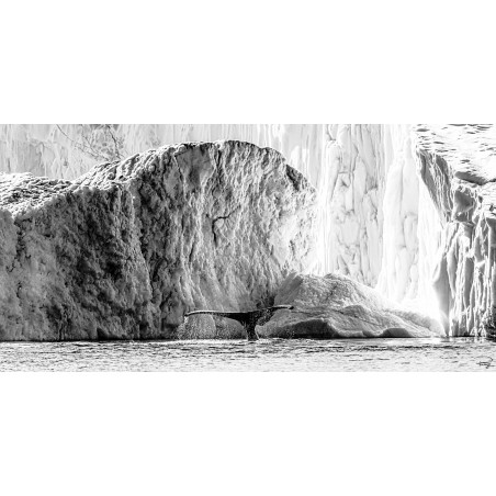 Baleine dans la baie de Disko, Groenland