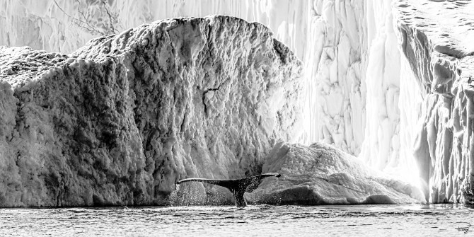 Photo Baleine dans la baie de Disko, Groenland par Philip Plisson