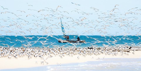 Photo Madagascar seabirds par Philip Plisson