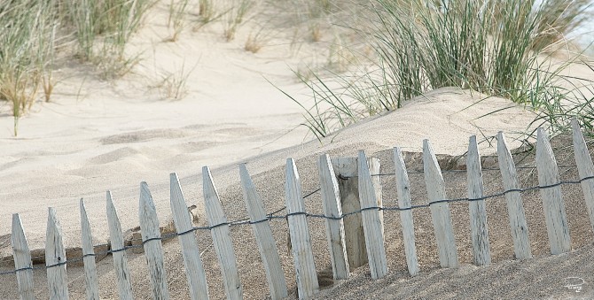 Photo Dans les dunes, Bretagne par Philip Plisson