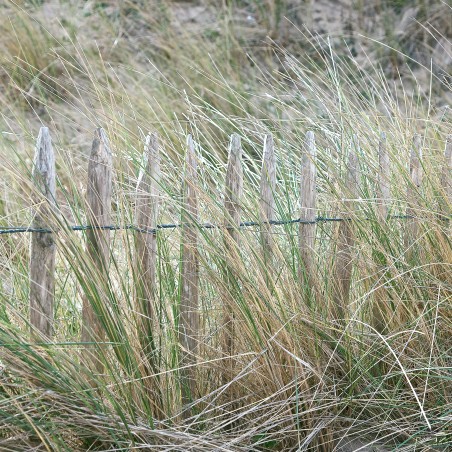 Dune et ganivelles en Bretagne