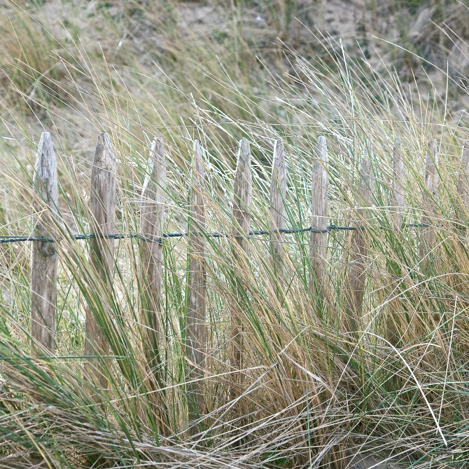 Photo Dune et ganivelles en Bretagne par Philip Plisson