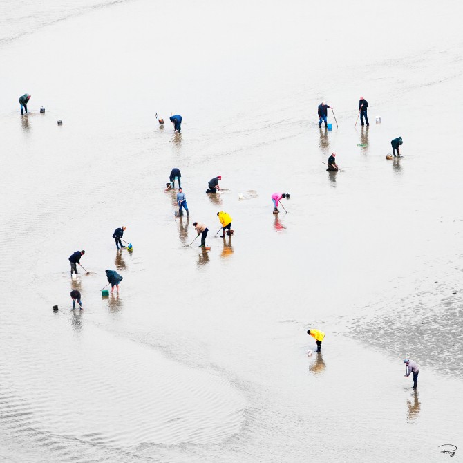 Photo Pêche à pieds en baie de Quiberon, Morbihan par Philip Plisson