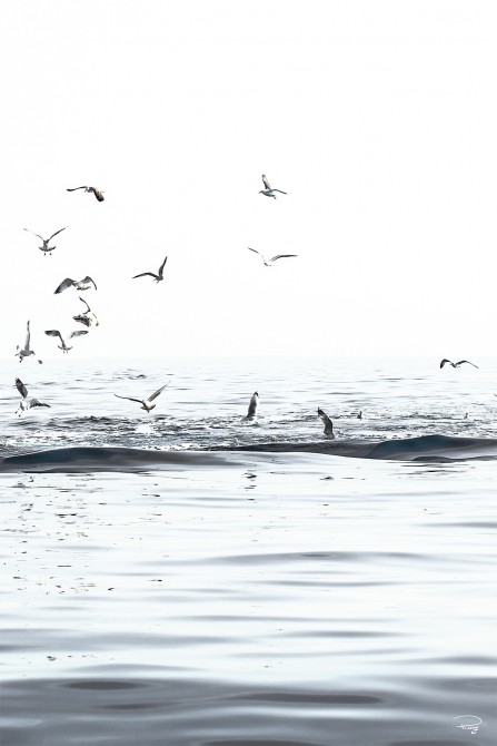 Photo  par Philip Plisson