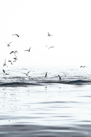 Photo Retour de pêche par Philip Plisson