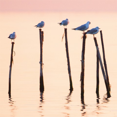 Photo Mouettes sur la lagune de Venise par Philip Plisson