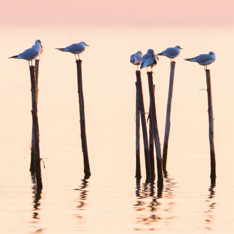Photo Mouettes sur la lagune de Venise par Philip Plisson