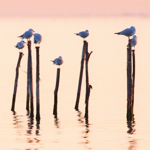 Photo Mouettes sur la lagune de Venise par Philip Plisson
