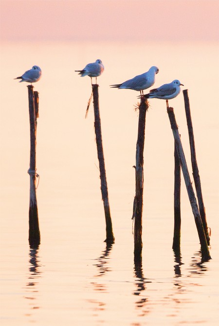 Photo  par Philip Plisson