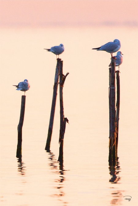 Photo  par Philip Plisson