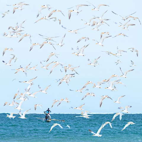 Photo Les oiseaux de Madagascar par Philip Plisson