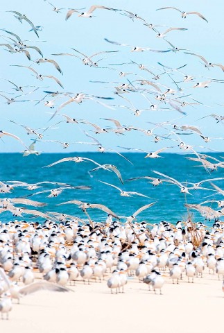 Photo Les oiseaux de Madagascar par Philip Plisson