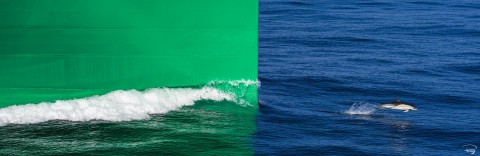 Photo Pilote dolphin at the bow par Philip Plisson