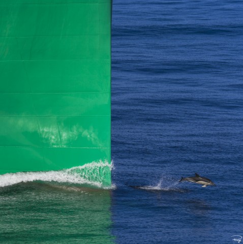 Photo Dauphin à l'étrave par Philip Plisson