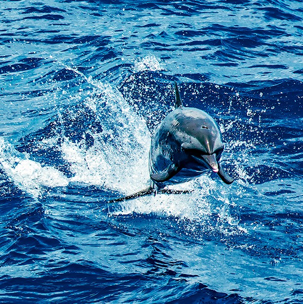 Photo  par Philip Plisson