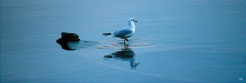 Photo The seagull break par Philip Plisson