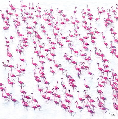 Photo Seabirds par Philip Plisson