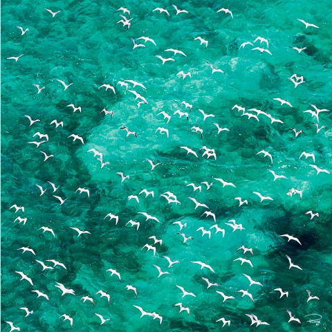 Photo Seabirds par Philip Plisson