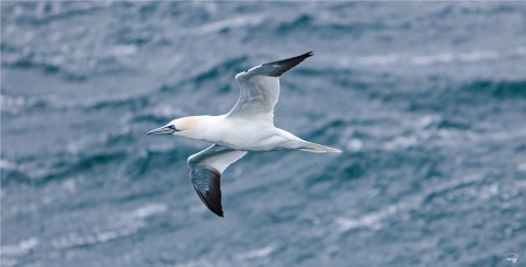 Photo Gannet par Philip Plisson