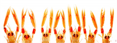 Photo La Ola des langoustines par Pêcheur d’images