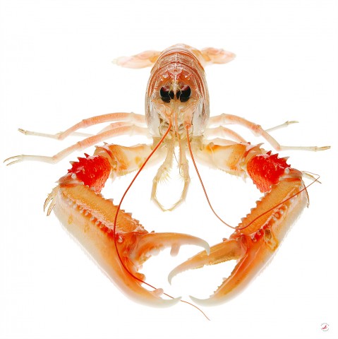 Photo Langoustine and its claws par Pêcheur d’images