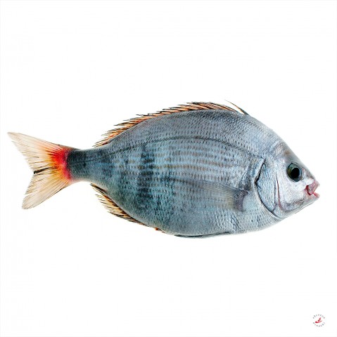 Photo The sea bream par Pêcheur d’images