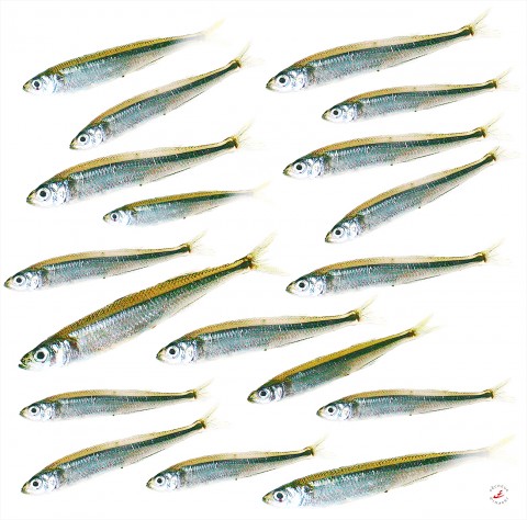 Photo Silver fishes par Pêcheur d’images