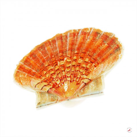 Photo Coquille Saint-Jacques par Pêcheur d’images
