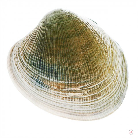 Photo Palourde par Pêcheur d’images