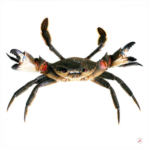 Photo Trio Etrille - Crevette - Oursin par Pêcheur d’images