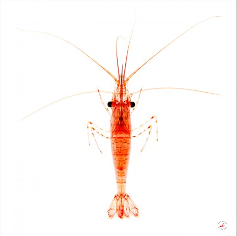 Photo Trio Etrille - Crevette - Oursin par Pêcheur d’images