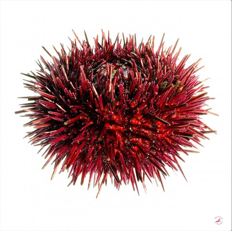 Photo Trio Etrille - Crevette - Oursin par Pêcheur d’images