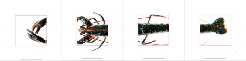 Photo The Breton lobster par Philip Plisson