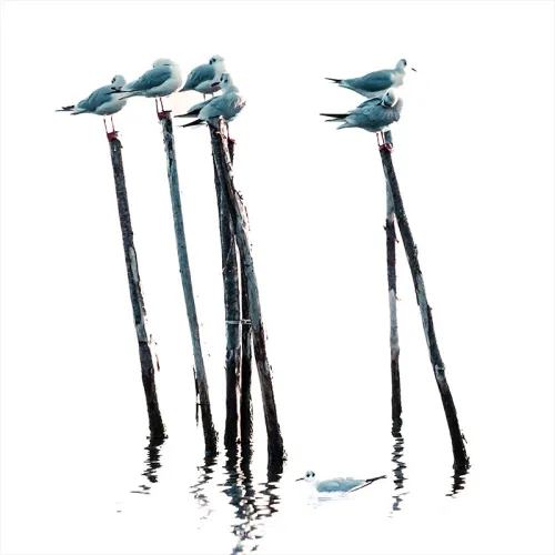 Art print photo - Seabirds in Venice - Philip Plisson